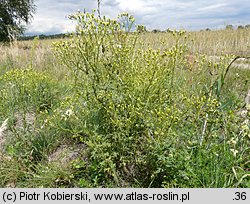 Senecio sylvaticus