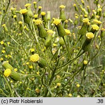 Senecio sylvaticus