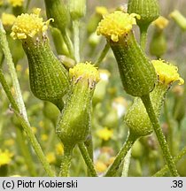 Senecio sylvaticus