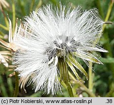 Senecio sylvaticus