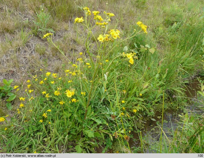 Senecio aquaticus