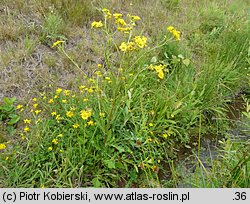 Senecio aquaticus