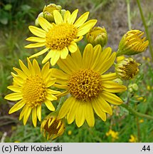 Senecio aquaticus