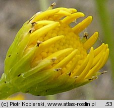 Senecio aquaticus