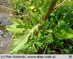 Senecio aquaticus