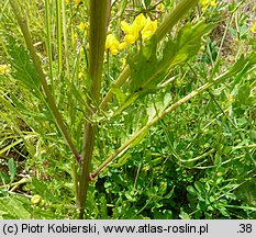 Senecio aquaticus