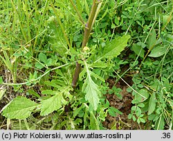 Senecio aquaticus