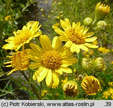 Senecio aquaticus