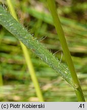 Bromus secalinus (stokłosa żytnia)