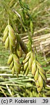 Bromus secalinus (stokłosa żytnia)