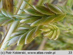 Bromus secalinus (stokłosa żytnia)