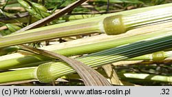 Bromus secalinus (stokłosa żytnia)