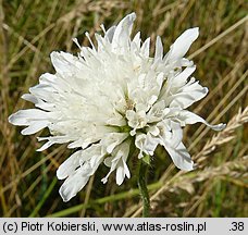 Knautia arvensis