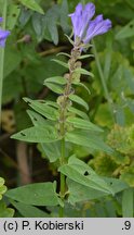 Scutellaria hastifolia (tarczyca oszczepowata)