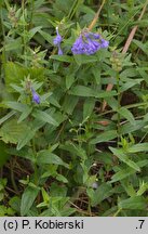 Scutellaria hastifolia (tarczyca oszczepowata)