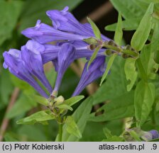 Scutellaria hastifolia (tarczyca oszczepowata)
