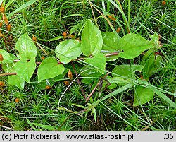 Lysimachia nemorum (tojeść gajowa)