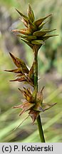 Carex echinata