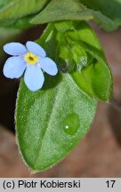 Omphalodes scorpioides (ułudka leśna)