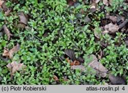 Omphalodes scorpioides (ułudka leśna)