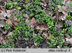 Omphalodes scorpioides (ułudka leśna)