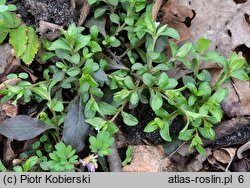 Omphalodes scorpioides (ułudka leśna)