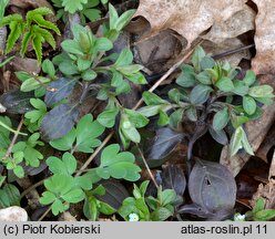 Omphalodes scorpioides (ułudka leśna)