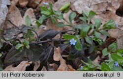 Omphalodes scorpioides (ułudka leśna)