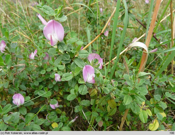 Ononis spinosa ssp. procurrens (wilżyna rozłogowa)