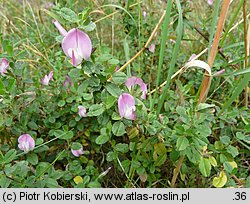 Ononis spinosa ssp. procurrens (wilżyna rozłogowa)
