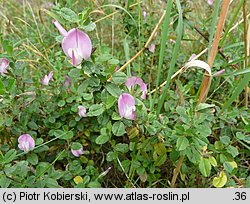 Ononis repens (wilżyna rozłogowa)