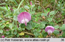Ononis spinosa ssp. procurrens (wilżyna rozłogowa)