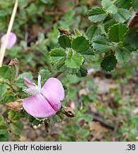 Ononis spinosa ssp. procurrens (wilżyna rozłogowa)