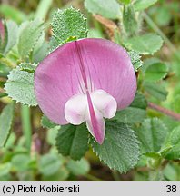 Ononis spinosa ssp. procurrens (wilżyna rozłogowa)