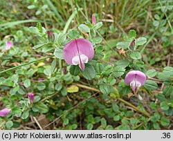 Ononis spinosa ssp. procurrens (wilżyna rozłogowa)