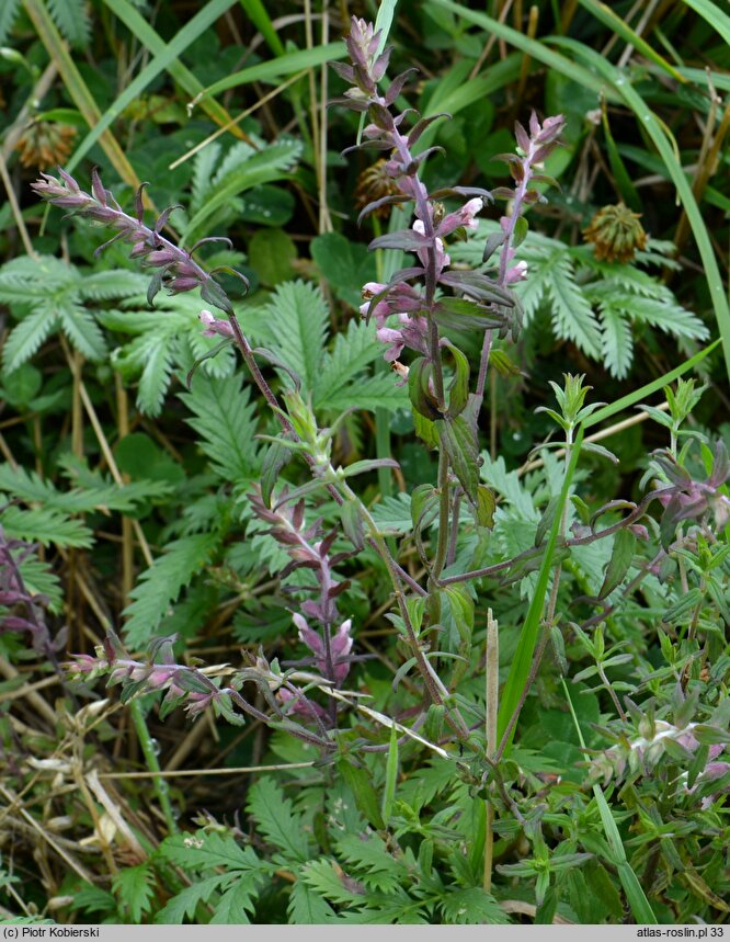 Odontites serotina (zagorzałek późny)