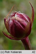 Armeria maritima ssp. elongata