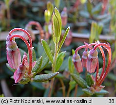 Vaccinium oxycoccos