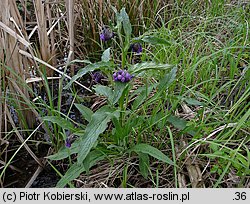 Symphytum officinale (żywokost lekarski)