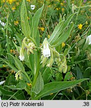 Symphytum officinale (żywokost lekarski)