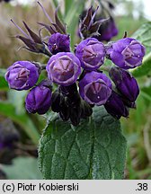 Symphytum officinale (żywokost lekarski)