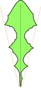 kształt liścia