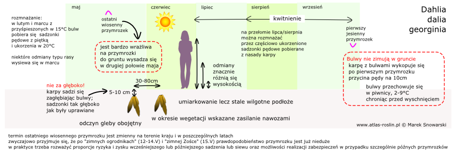 schemat uprawy