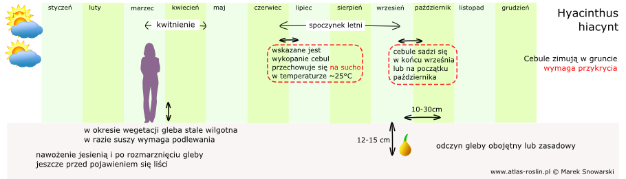 schemat uprawy