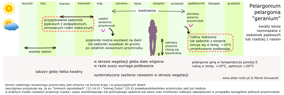 schemat uprawy