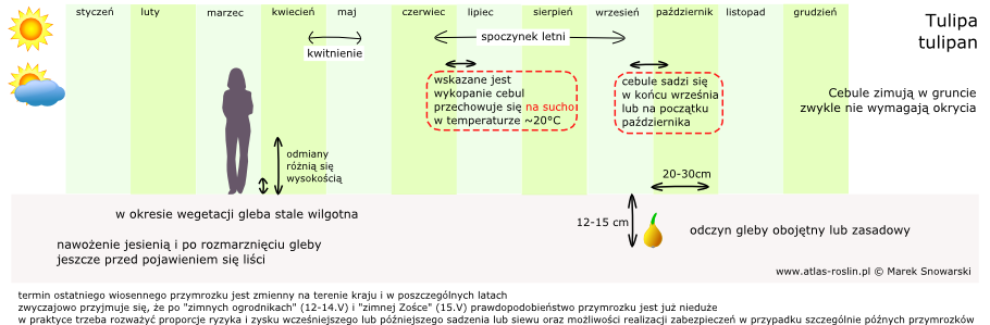 schemat uprawy