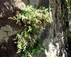 Asplenium ruta-muraria (zanokcica murowa)