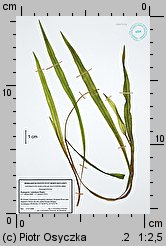 Potamogeton ×subobtusus (rdestnica tępawa)