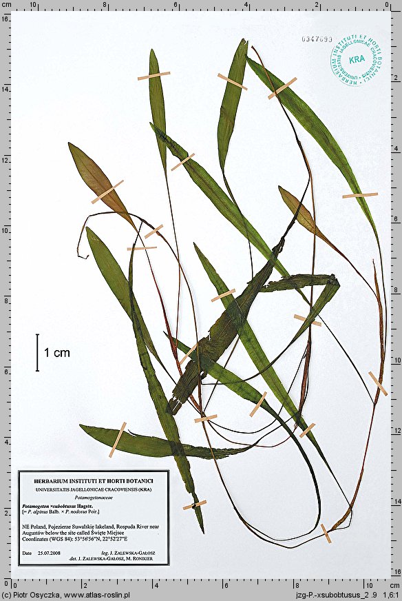 Potamogeton ×subobtusus (rdestnica tępawa)