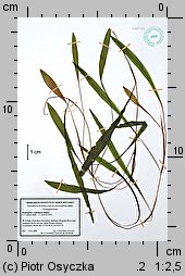 Potamogeton ×subobtusus (rdestnica tępawa)